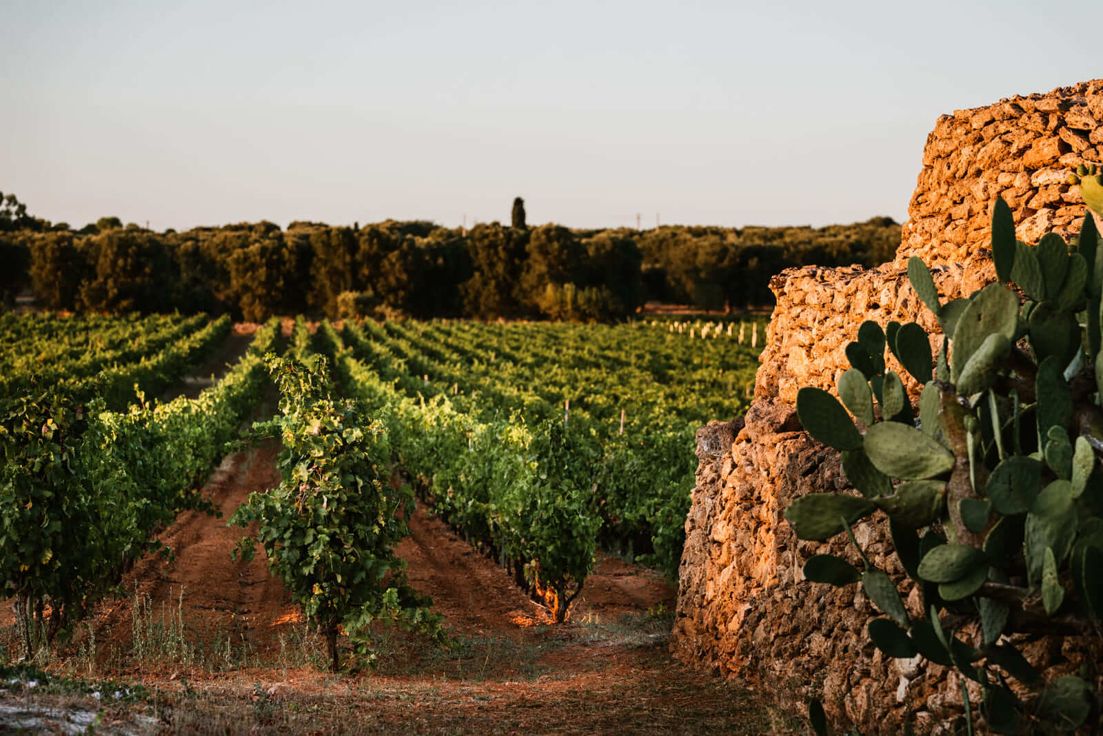 Những hàng nho tại vùng Puglia, miền Nam nước Ý